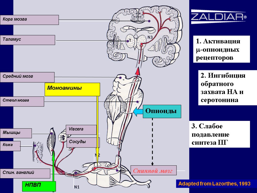 Cortex Thalamus Mesencephalus Brain stem Muscles Skin Dorsal root ggl Viscera Vessels Monoamines NSAID